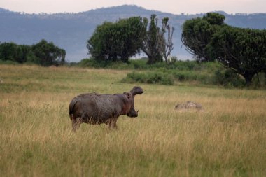 Çayırda yetişkin bir su aygırı. Hippopotamus yerde esniyor. Kraliçe Elizabeth Ulusal Parkı 'nda Safarin. Afrika 'nın en tehlikeli hayvanı.. .