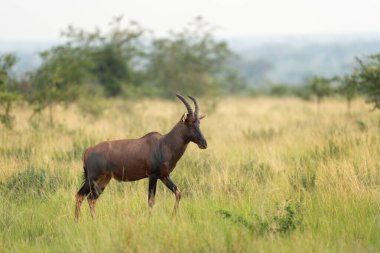 Topi çayırda. Damaliscus Lunatus otlakta yemek yiyor. Queen Elizabeth Ulusal Parkı 'nda Safari. Afrika 'da safari sırasında antiloplar.