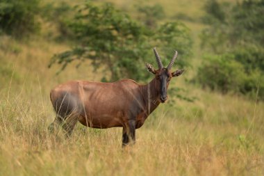 Topi çayırda. Damaliscus Lunatus otlakta yemek yiyor. Queen Elizabeth Ulusal Parkı 'nda Safari. Afrika 'da safari sırasında antiloplar.
