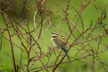 Zeytin arısı yiyici dalda oturuyor. Merops, nehir kıyısında üst liyozis. Queen Elizabeth Ulusal Parkı 'nda Safari. Uganda 'da safari sırasında sakin bir arı yiyici.. 