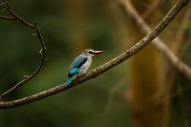 Kraliçe Elizabeth Ulusal Parkı 'nda Mangrove balıkçılığı. Çalılıklarda Halcyon Senegaloidleri. Uganda 'da Safari. Mavi kanatlı gri balıkçı.
