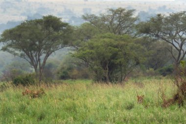 Aslan, Kraliçe Elizabeth parkında dinleniyor. Aslan çalıların arasında saklanıyor. Uganda 'da Safari. 