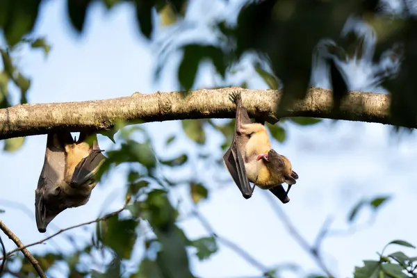 Fruit Bats Resting Branch Eidolon Helvum Safari Uganda — Stock Photo, Image