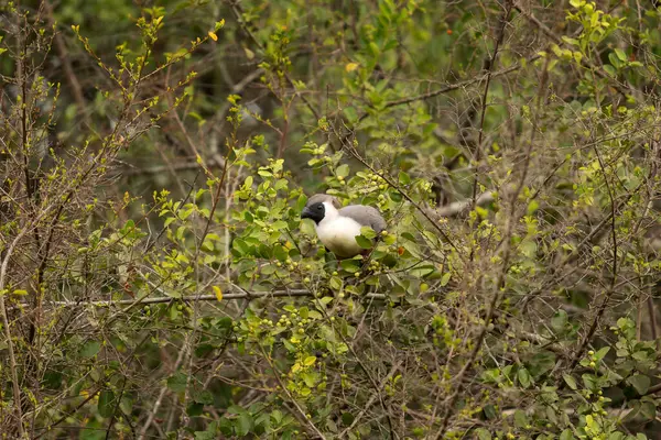 Fågeln Gömmer Sig Ugandas Park Crinifer Personatus Grenen Safari Drottning — Stockfoto