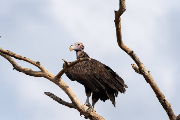 Lappet faced vulture on the branch in Uganda's park. Nubian vulture is looking for food. Safari in the Queen Elizabeth national park.