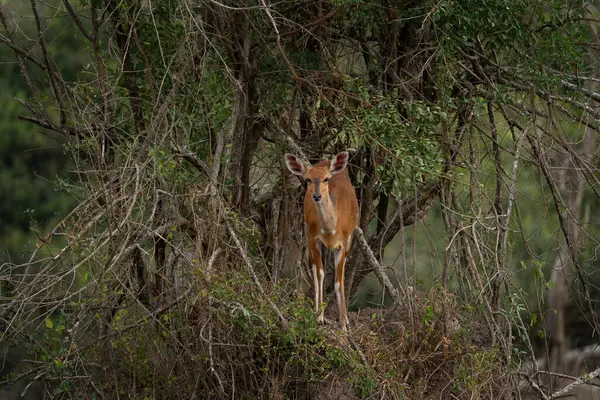 伊丽莎白女王国家公园里的北方丛林 在灌木丛中的羚羊 Safari Uganda — 图库照片