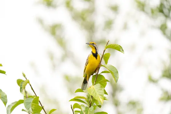 イエローはクイーン エリザベス国立公園で爪を投げた 茂みの中のマクロニクス クロス ウガンダのサファリ 枝の上の黄色い鳥 — ストック写真