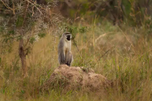 그리벳이 언덕에 앉아있어 초원에 원숭이 우간다의 사파리 — 스톡 사진