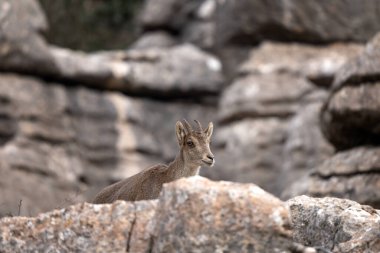 Iberian ibex in Spain's rocks. Wild ibex are climbing in the mountains. Endangered goats in Paraje Natural Torcal de Antequera in Spain. clipart