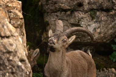 İspanya kayalarında İber dağ keçisi. Vahşi dağ keçisi dağlara tırmanıyor. İspanya 'daki Paraje Doğal Torcal de Antequera' da nesli tükenmekte olan keçiler.