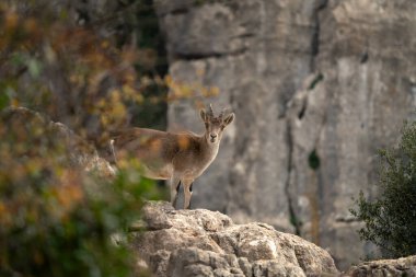 Iberian ibex in Spain's rocks. Wild ibex are climbing in the mountains. Endangered goats in Paraje Natural Torcal de Antequera in Spain. clipart