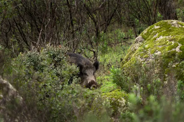 Jabalí Esconde Los Arbustos Cerdo Salvaje Reserva Natural Andujar Primavera —  Fotos de Stock