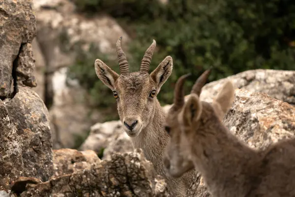 Iberian Ibex Spain Rocks Wild Ibex Climbing Mountains Endangered Goats — Stock Photo, Image