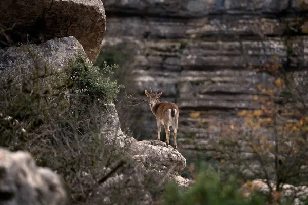 Iberian Ibex Spain Rocks Wild Ibex Climbing Mountains Endangered Goats — Stock Photo, Image