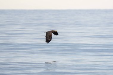 Lofoten adalarında beyaz kuyruklu kartal. Sahilde bir kartal. Deniz kartalı deniz seviyesinin üzerinde uçuyor..