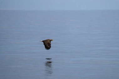 Lofoten adalarında beyaz kuyruklu kartal. Sahilde bir kartal. Deniz kartalı deniz seviyesinin üzerinde uçuyor..