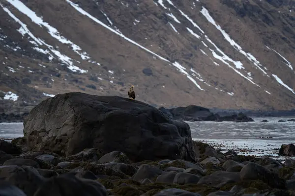Lofoten Adalarında Beyaz Kuyruklu Kartal Sahilde Bir Kartal Deniz Kartalı — Stok fotoğraf