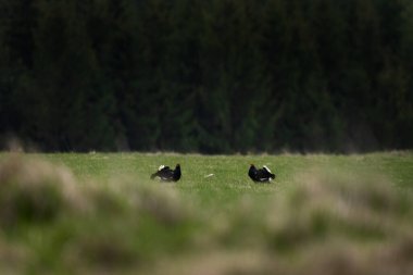 Siyah orman tavukları çayırda kavga ediyor. Kavga sırasında iki orman tavuğu. Avrupa ilkbahar doğası. 