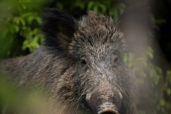 Babi Liar Hutan Musim Semi Babi Liar Dengan Babi Kecil — Stok Foto