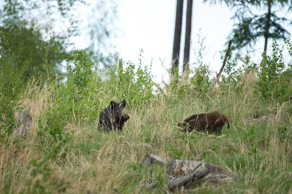 Wild Sow Spring Forest Wild Boar Small Piglets European Wildlife — Stock Photo, Image