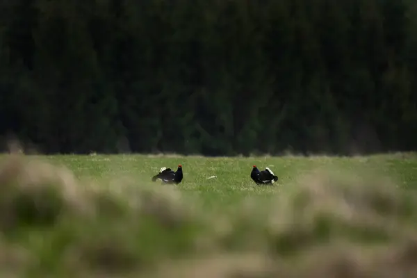 Чёрный Куропат Сражается Лугу Два Самца Куропаток Время Боя Европейская Лицензионные Стоковые Фото
