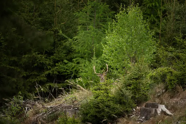 Паренек Оленей Прячется Деревом Европейская Природа Весенний Сезон Олени Рогами Стоковая Картинка