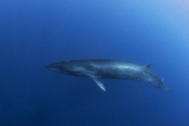 Azores adalarının yakınındaki Sei balinası. Yüzeye yakın bir balina. Okyanusta deniz yaşamı. 