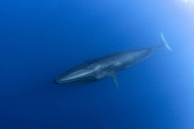 Azores adalarının yakınındaki Sei balinası. Yüzeye yakın bir balina. Okyanusta deniz yaşamı. 