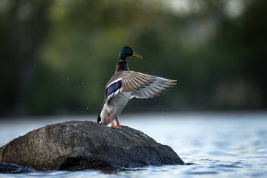 Vahşi ördek taşın üzerinde dinleniyor. Göldeki Mallard. Avrupa 'da bahar yaban hayatı