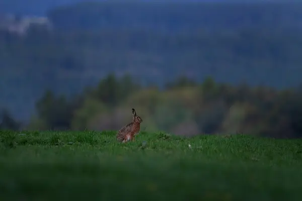 stock image On the meadow is sitting european hare. Hare is sitting on the grassland. Spring time in wildlife europe. 