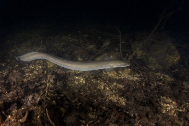 European eel is hiding on the bottom. Eel in freshwater. Nightdive in the lake. Rare fish looks like snakes.  clipart