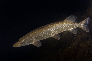 Kuzey turna balığı karanlık sularda yüzüyor. Pike yiyecek arıyor. Gölde gece dalışı. Avrupa sularının başlıca yırtıcısı.. 