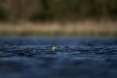 Göldeki Mallard. Dalgaların arkasındaki vahşi ördek. Avrupa vahşi yaşamı. 