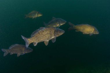Bir grup sazan sürüde yüzüyor. Göldeki sazanlar. Avrupa 'da yaygın balık. 