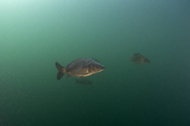 Bir grup sazan sürüde yüzüyor. Göldeki sazanlar. Avrupa 'da yaygın balık. 