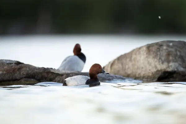 stock image Common pochard are relaxing on the pond. Pochard on the surface of the lake during spring season. Ornithology in Europe. 