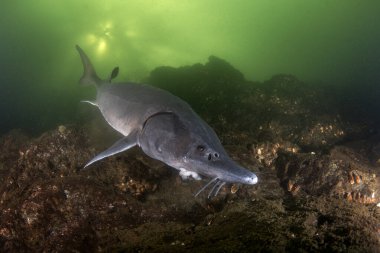 Sturgeon gölde besleniyor. Sibirya mersin balığı derin sularda. Karanlık sularda uzun vücudu olan tarih öncesi balıklar.. 