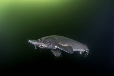 Sturgeon gölde besleniyor. Sibirya mersin balığı derin sularda. Karanlık sularda uzun vücudu olan tarih öncesi balıklar.. 