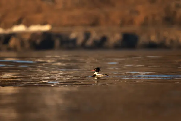 stock image Couple of red breasted merganser near the coast of Lofoten. Mergus on the see surface. Birds in Norway. 