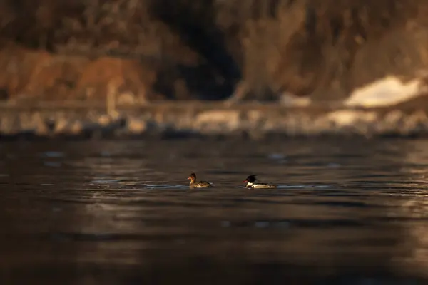 stock image Couple of red breasted merganser near the coast of Lofoten. Mergus on the see surface. Birds in Norway. 