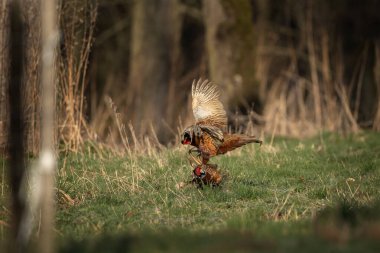 Bahar çiftleşmesi sırasında yaygın sülün. Çayırda bir erkek sülün. 
