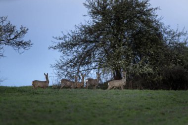 Arazide bir grup yumurta geyiği. Baharda otlakta geyikler. 