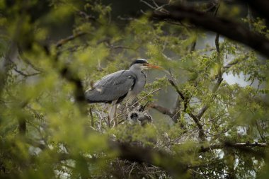 Gri balıkçıllar yuvadaki yavrularıyla ilgilenirler. Balıkçıllar ağaçlara yuva yapıyor. Uzun boyunlu ve gagalı gri kuşlar.