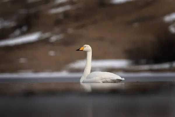 stock image Whooper swan on the lake. Swan during winter in Norway. White bird with long neck and yellow and black beak.