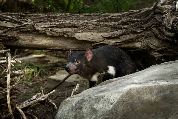 stock image Tasmanian devil is sitting on the rock. Rare animals from Tasmania island. Sarcophilus harrisii in the nature. 