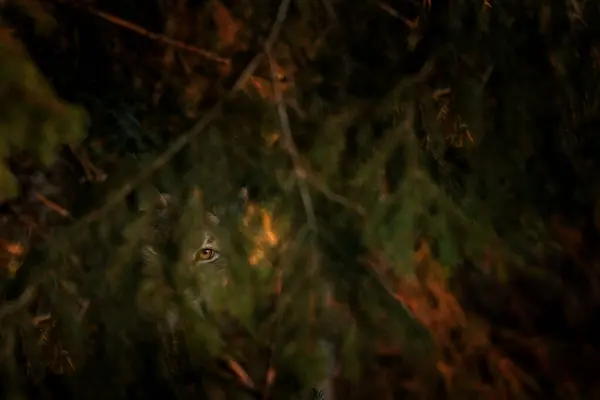 stock image Eurasian lynx in the forest. Lynx in Bavarian forest during winter time. Lynx is hiding among the trees. 