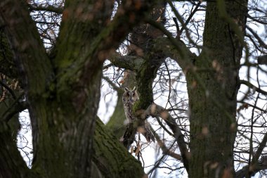 Long eared owl is hiding in the tree. Asio otus during winter time. Kind of owls wit ears.  clipart