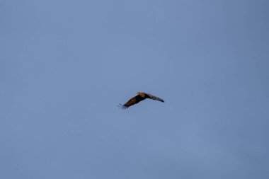 Lofoten sahilinde beyaz kuyruklu kartal. Kartal kıyıda devriye geziyor. Norveç 'te vahşi yaşam.