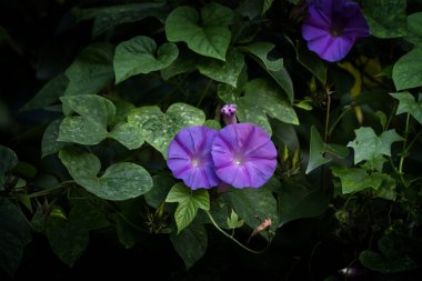 Mor, Azerbayların bahçesinde çiçek açar. Tırmanma tesisinin çiçeği. İki menekşe çiçeği. 