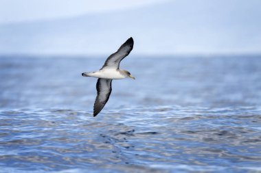 Scopoli's shearwater near the Azores coast. Sea birds on the surface of Atlantic ocean.  clipart